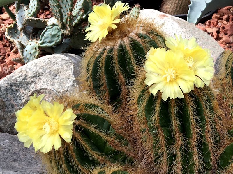 a blooming cactus